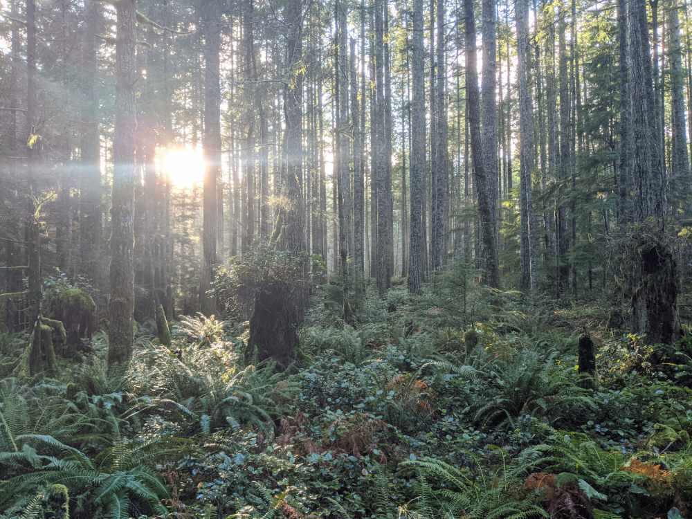Forest scene 2